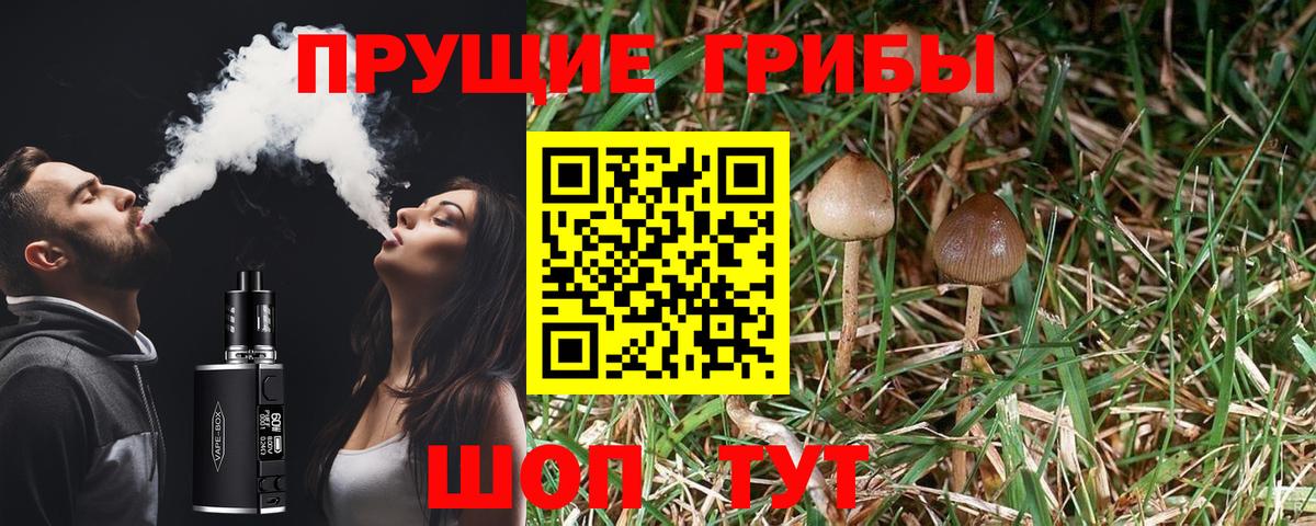 Псилоцибиновые грибы Psilocybe Йошкар-Ола